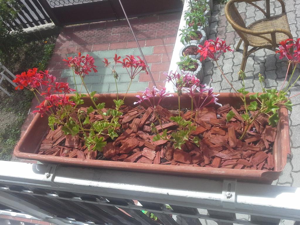Friends Villa Apartments เฮวิซ ภายนอก รูปภาพ
